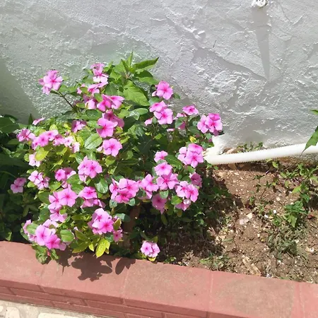 Rosa Castellammare del Golfo