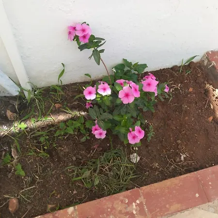 Rosa Lejlighed