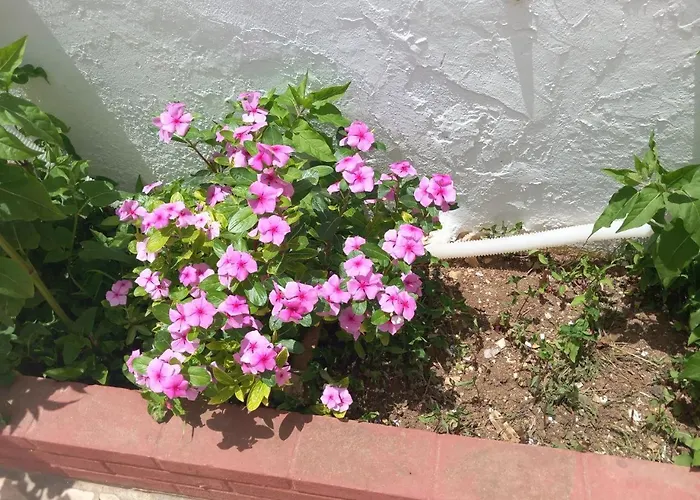 Rosa Castellammare del Golfo