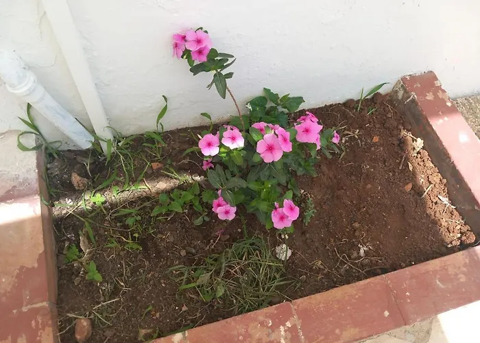 Rosa Daire