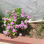 Rosa Castellammare del Golfo