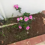 Rosa Appartement