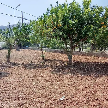 Rosa * Castellammare del Golfo